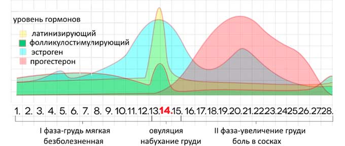 Менструация График менструального цикла