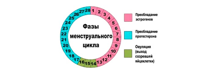 Боль в женской груди до и после месячных фазы менструации