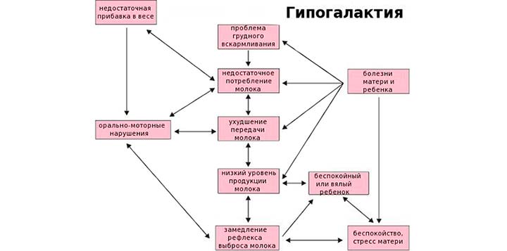 Понятие «гипогалактия» и формы развития заболевания гипогалактия