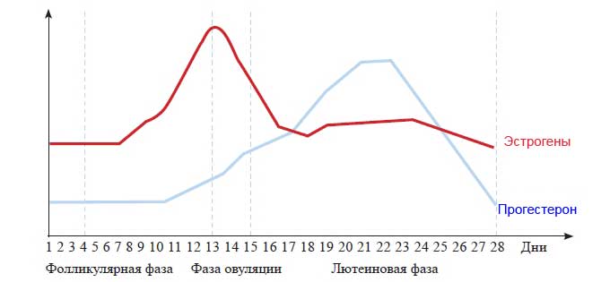 Влияние гормонального фона на развитие болезни Изменение гормонального фона до и после овуляции