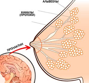 выработка пролактина