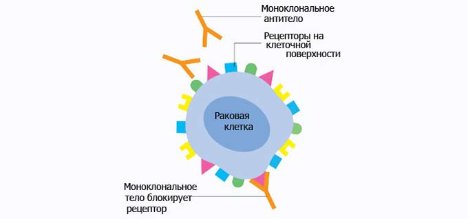 Основные мишени Таргетная терапия