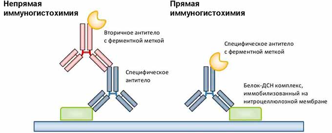 Способы проведения Прямой и непрямой вид ИГХ