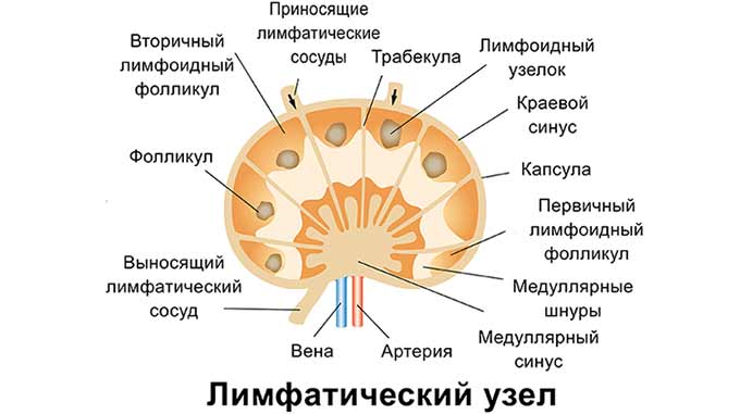 Нормальное состояние лимфоузлов и отклонения Строение лимфатического узла