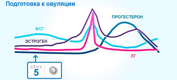 Уровень гормонов во время менструального цикла