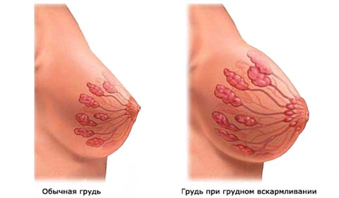 Показания к применению Грудь женщины до и после родов
