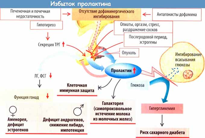 Причины развития патологического состояния избыток выработки пролактина