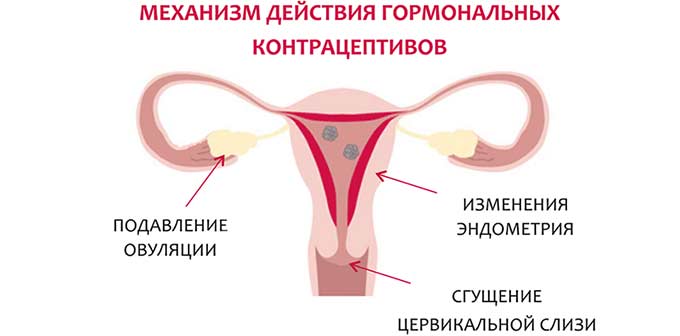 Положительное влияние ОК на болезнь Механизм действия ОК