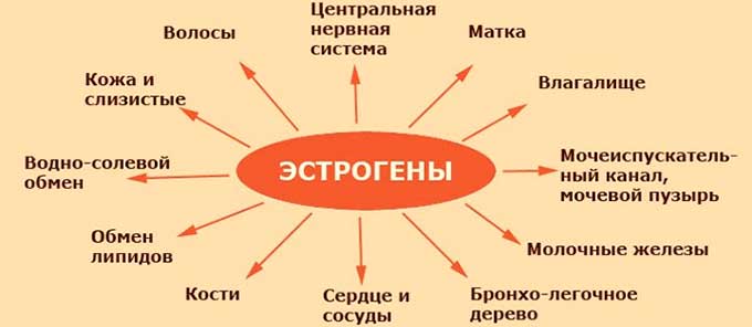 Причины развития слизистого РМЖ Влияние гормона эстрогена на организм