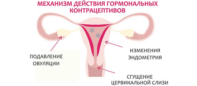 Профилактическая контрацепция Принцип действия ОК