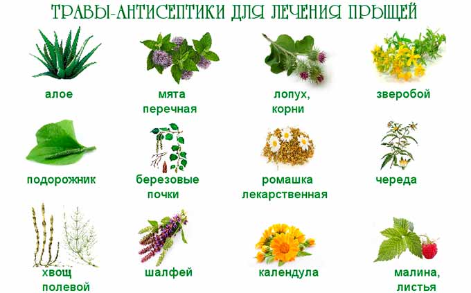 Народные средства Травы-антисептики для лечения прыщей