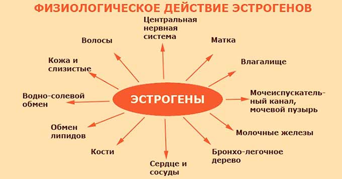 Отклонения в репродуктивных функциях Влияние эстрогена на весь организм